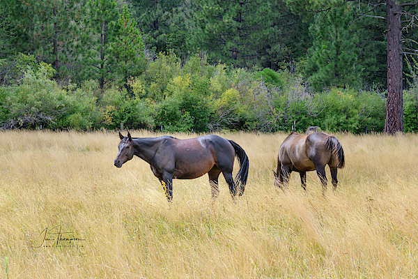 Horses at Pasture by Jim Thompson Horses at Pasture by Jim Thompson